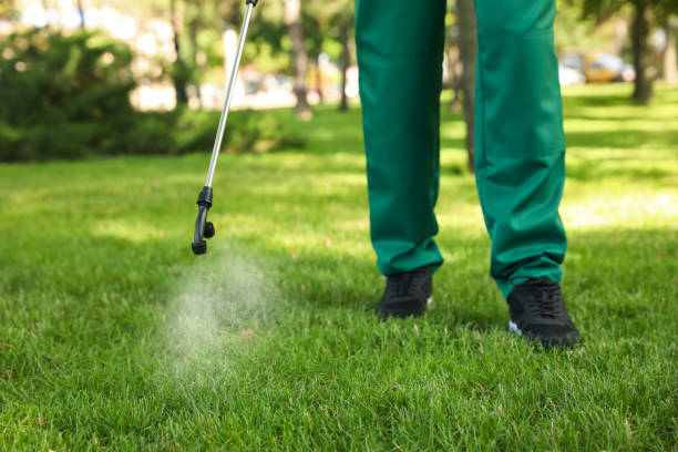 Wasp Removal Services in La Palma, CA