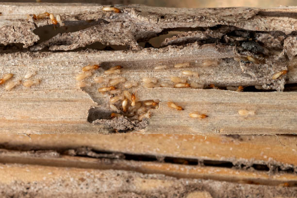 Best Affordable Pest Control Services  in La Palma, CA