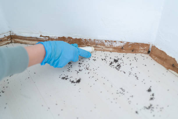 Best Rat Extermination Near Me  in La Palma, CA